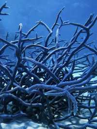 Diving at port Douglas 
