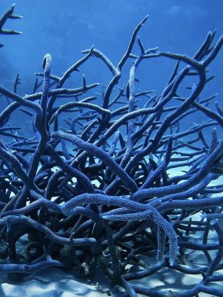 Diving at port Douglas 