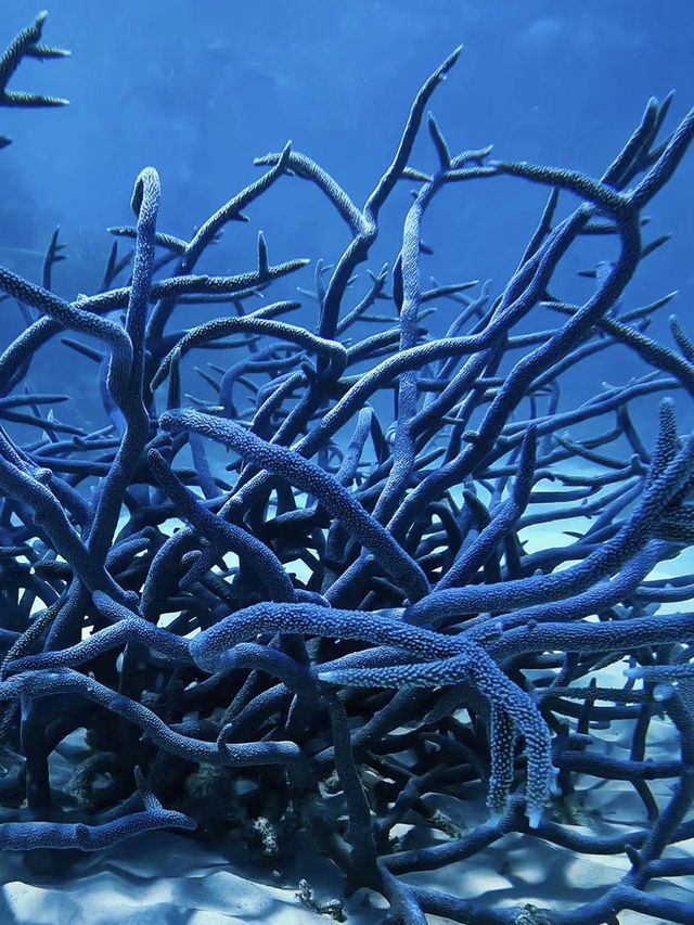 Diving at port Douglas 