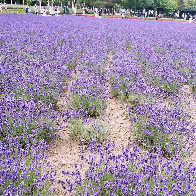 【北海道/富良野　ラベンダーの香りと紫色の絨毯が広がる『ファーム富田』】