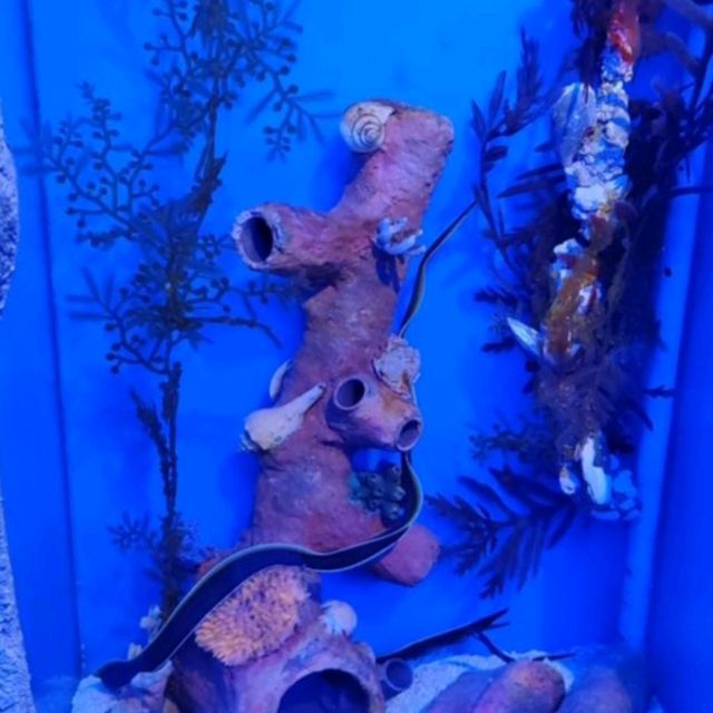 🌊 Dive into the Depths of Aquaria KLCC! 🌊