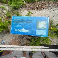 Beautiful maya bay 
