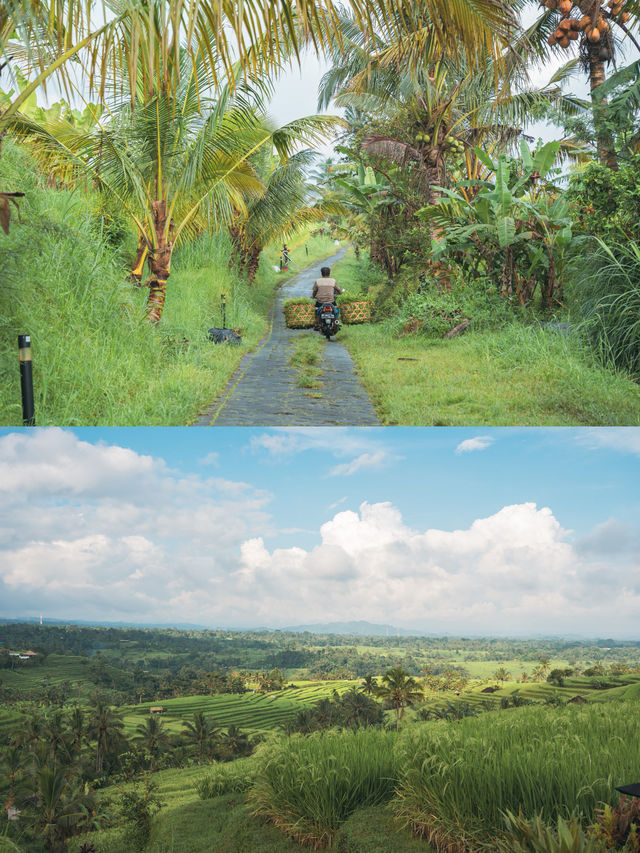 【インドネシア🇮🇩】緑が美しい世界遺産！バリ島最大のライステラス！