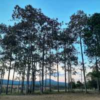 หายแสลงใจเมื่อไป(อุทยานแห่งชาติ)ทุ่งแสลงหลวง