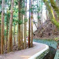 長野景點｜冬季到長野看野生獼猴泡溫泉—長野地獄谷野猿公苑