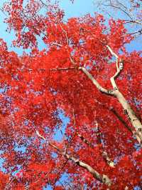 【大分観光】紅葉が人気だけど🍁四季折々の景色が見られる日本庭園🍁