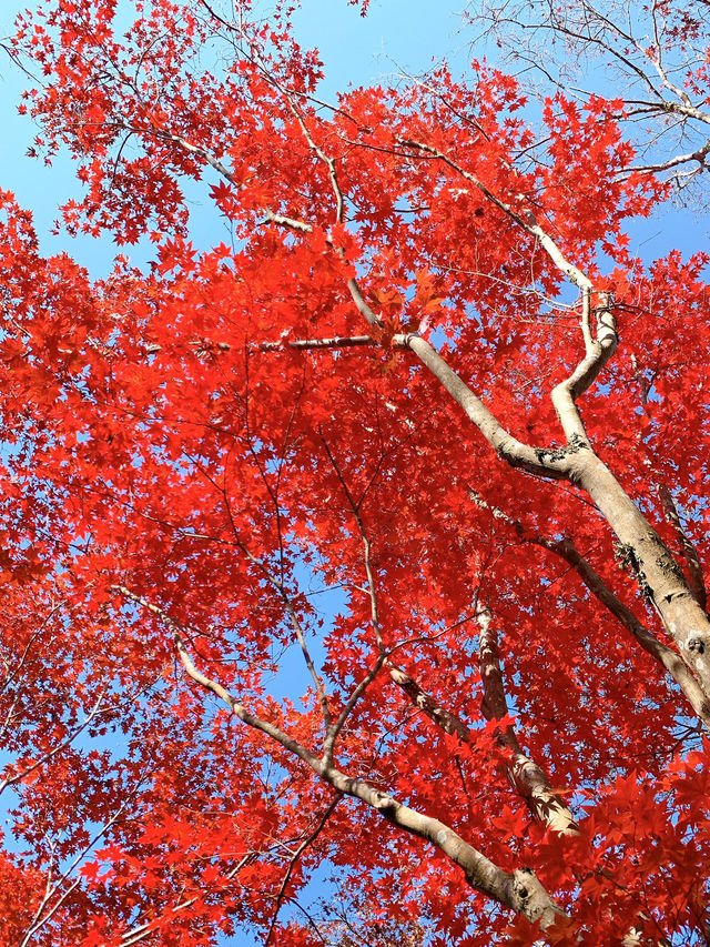 【大分観光】紅葉が人気だけど🍁四季折々の景色が見られる日本庭園🍁