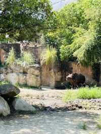 【大阪府】100年を超える長い歴史を持つ天王寺動物園