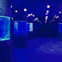 潮境智能海洋館：科技與海洋的完美融合
