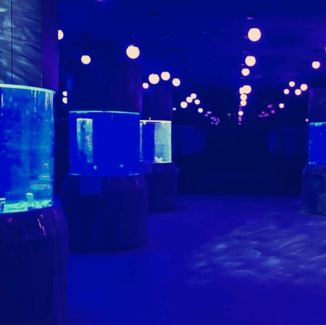 潮境智能海洋館：科技與海洋的完美融合