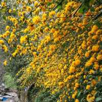 Manali เมืองตากอากาศอินเดีย