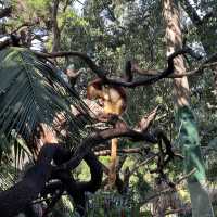 柏斯動物園 地點方便 又可以見到差唔多所有澳洲動物