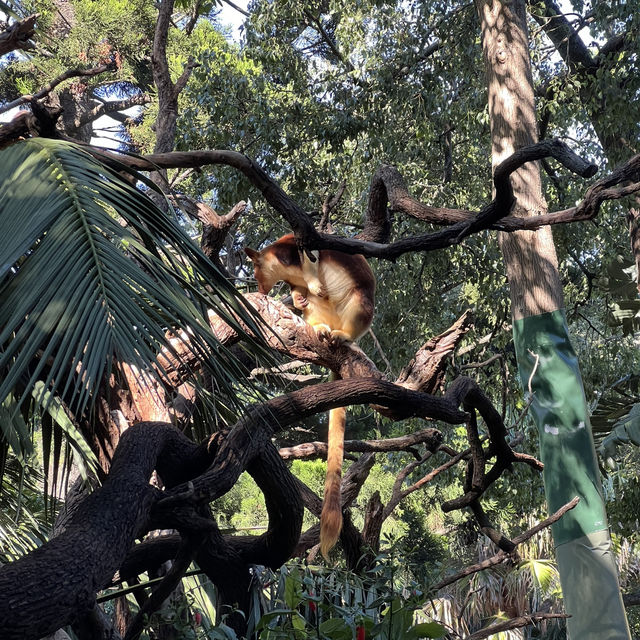 柏斯動物園 地點方便 又可以見到差唔多所有澳洲動物
