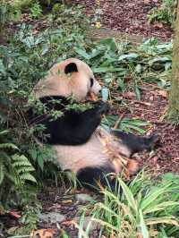 Get Close with Cute Panda in Chengdu Panda Base