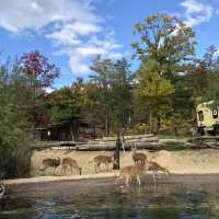 Wildlife Encounters: Safari World at Everland 🇰🇷