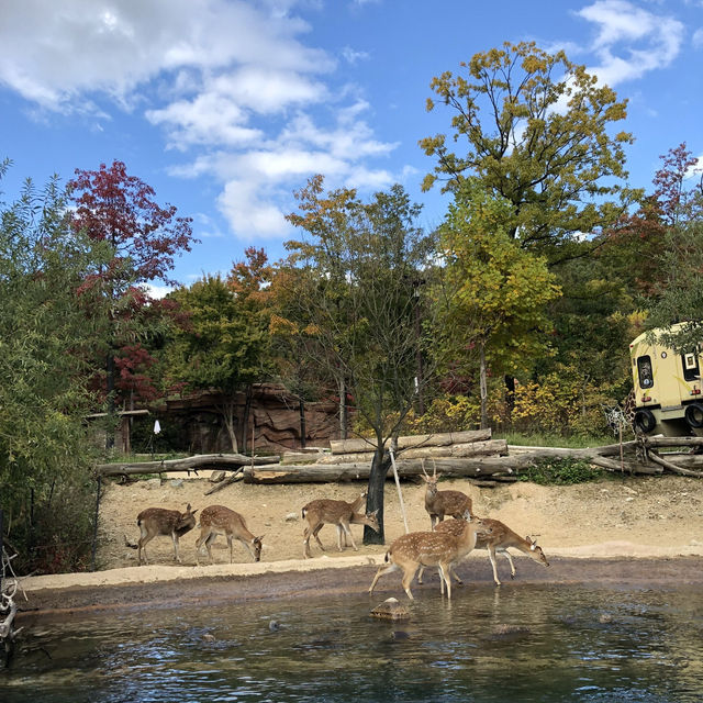 Wildlife Encounters: Safari World at Everland 🇰🇷