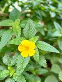 【金鐘】香港公園：期間限定香花展覽