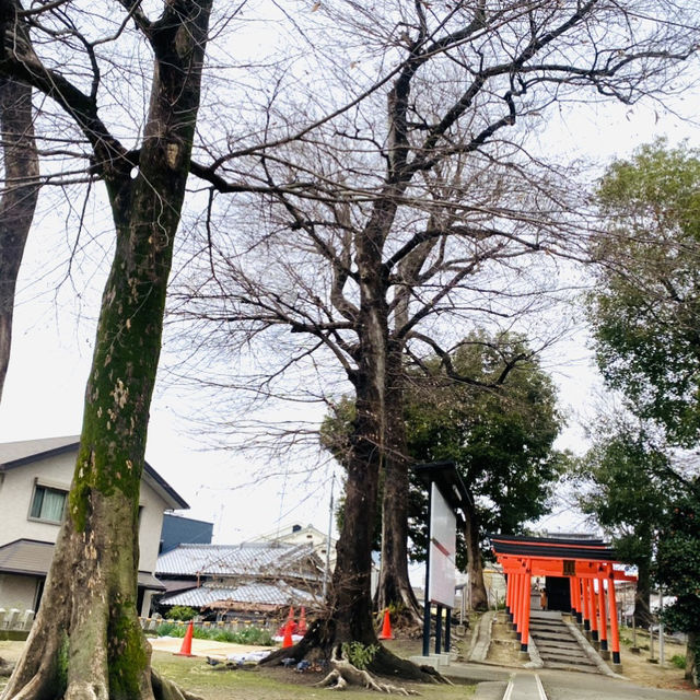 大坂ㅣ參天巨木加持ㅣ有神靈的澁川神社