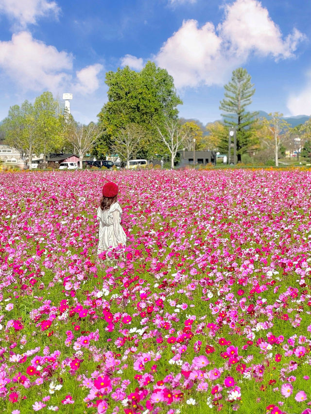 400万本のコスモス畑🌼*･