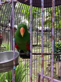 Malagos Birdfeeding Dome 🦜 