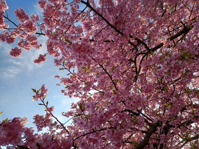 【鹿児島県立吉野公園:鹿児島市】綺麗なお花が咲く広大な公園🌳