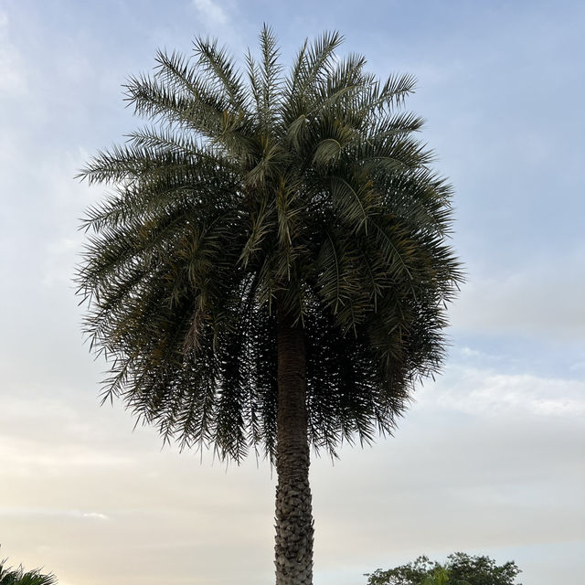 Unwind and Explore: The Hidden Oasis of Chatuchak Park