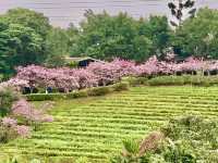 Discovering the Beauty of Citizen Recreational Garden 