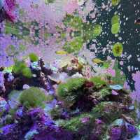 可能係世一嘅水族館⋯⋯四國