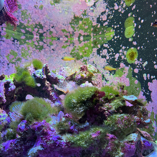 可能係世一嘅水族館⋯⋯四國