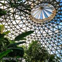 호주 브리즈번 마운틴 쿳-타 전망대와ㅡ식물원🇦🇺