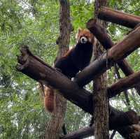 廣州動物園：親近動物🦁