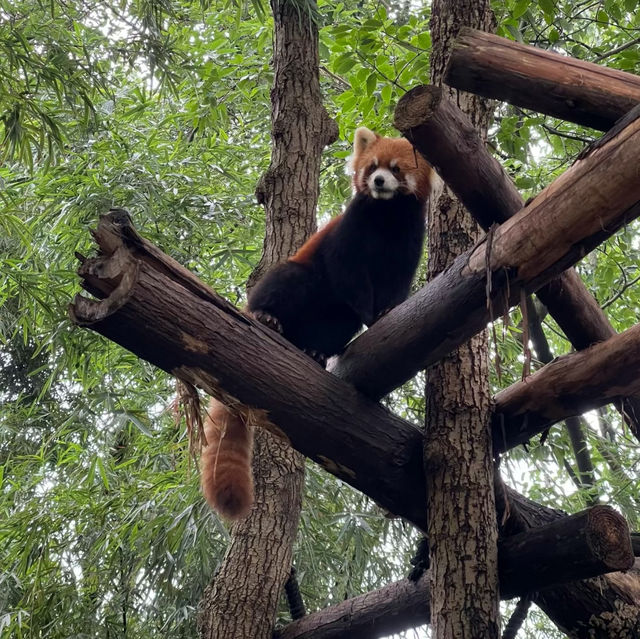 廣州動物園：親近動物🦁