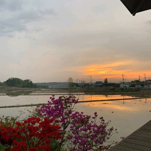 고즈넉한 분위기의 이천 메타세쿼이아 길 🌳💚