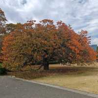 舍人公園：秋色如畫🍂🌳