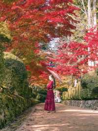 【和歌山】まもなく紅葉が見頃🍁秋の高野山