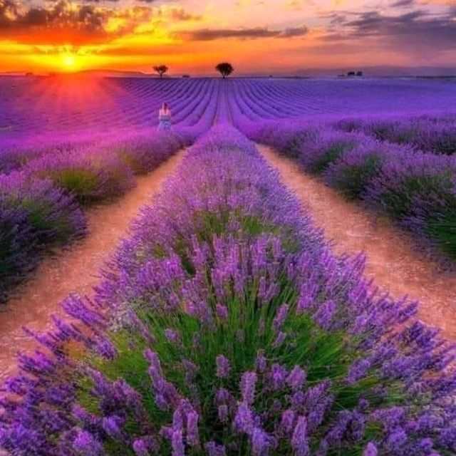 Lavender Fields, Provence