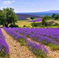 Lavender Fields, Provence