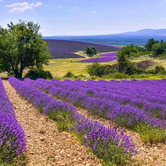 Lavender Fields, Provence