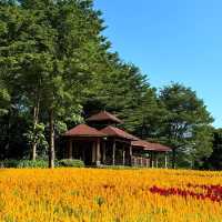 西埔公園：自然樂園 🌼🐦