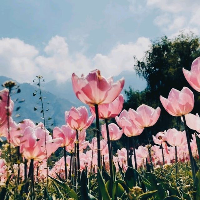 MESMERISING VIEW OF 73 VARIETIES OF TULIPS.