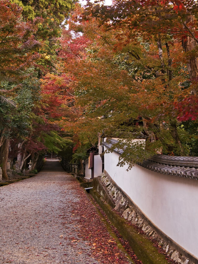 【ここ行って】本当は教えたくない🙅 1400年前建立の穴場紅葉寺院✨