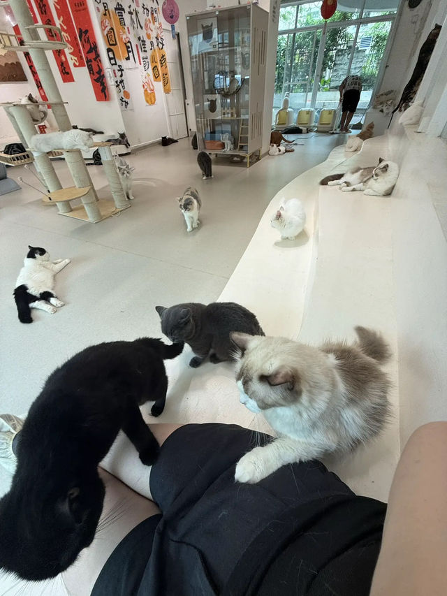 cat cafe w CLINGY cats‼️dont need to bribe w food🐈