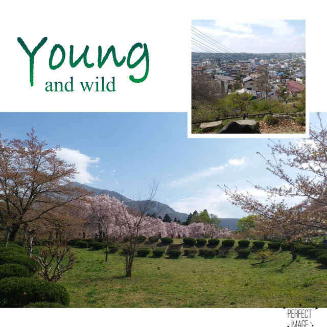 夢幻櫻花無敵景：西武羊山公園
