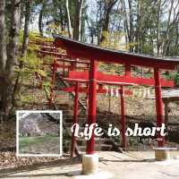 夢幻櫻花無敵景：西武羊山公園