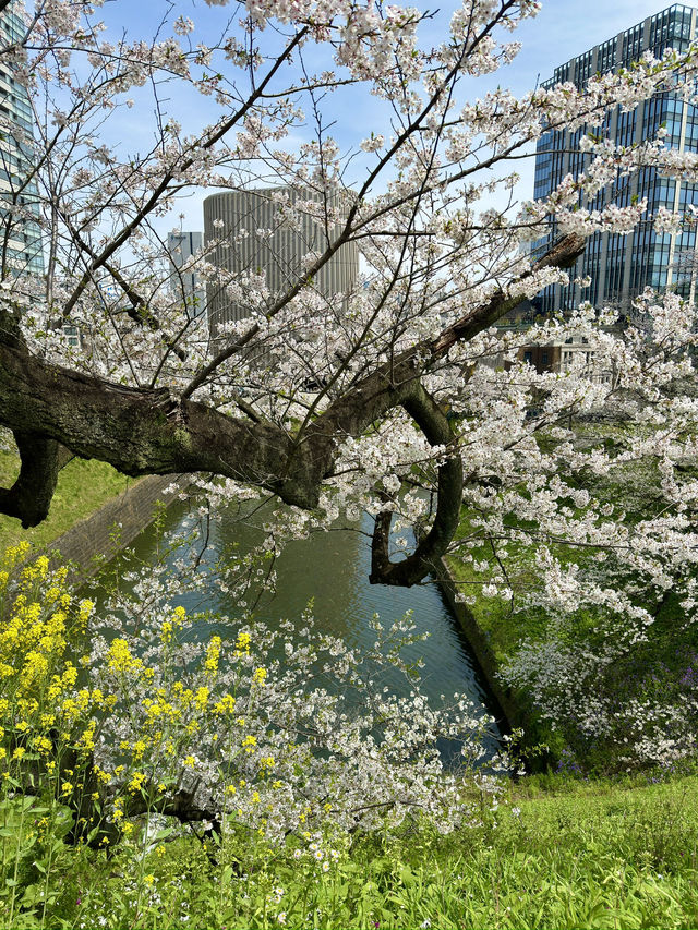 東京　東京観光　桜の名所　北の丸公園に行ってきたぞ！