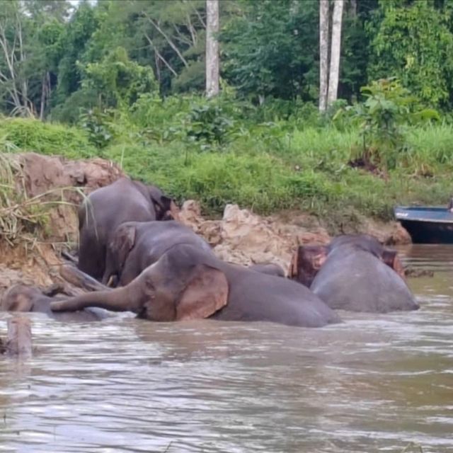 3 Reasons Why Must Explore the Kinabatangan River 