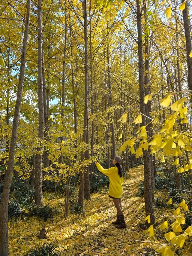 밀양의 숨은명소 암새들 은행나무숲💛