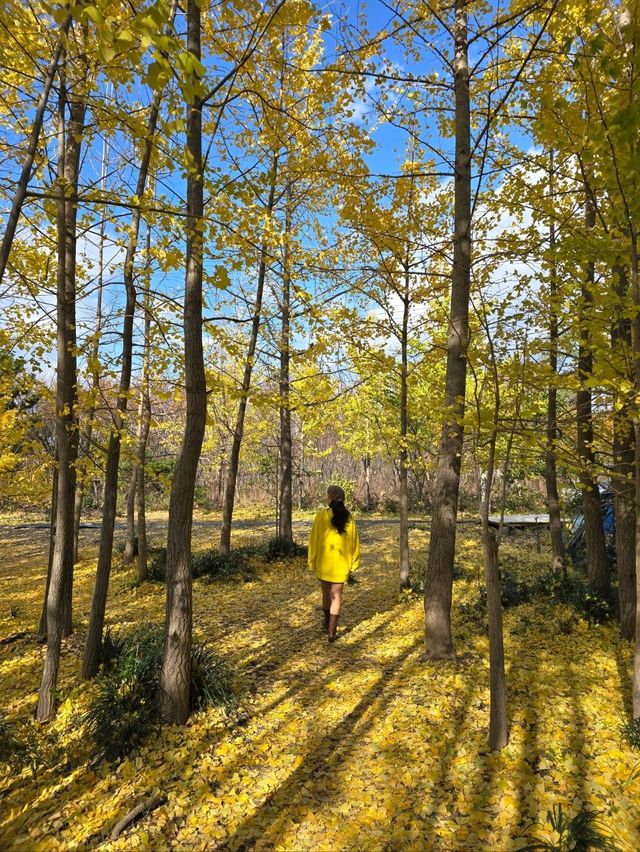 밀양의 숨은명소 암새들 은행나무숲💛