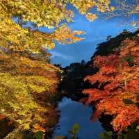 弘前城渡船賞夜楓，燈火楓紅醉是浪漫