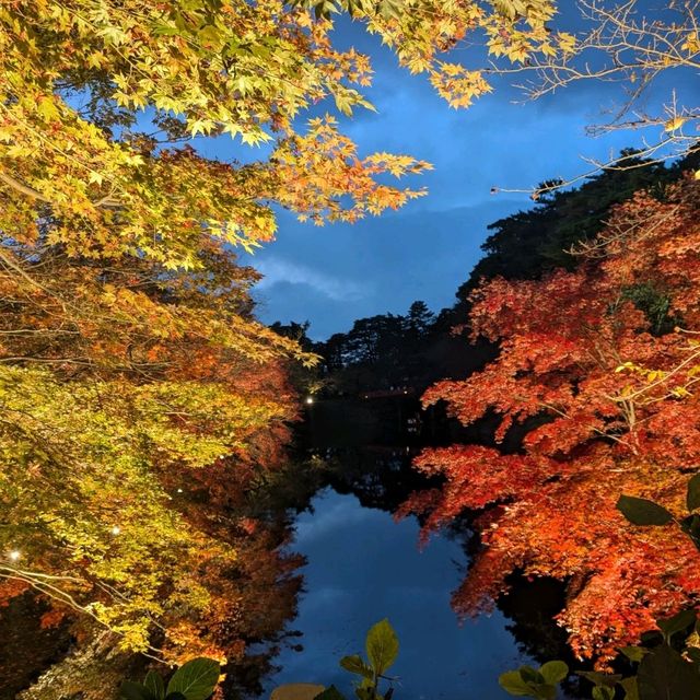弘前城渡船賞夜楓，燈火楓紅醉是浪漫